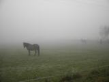  schne Pferdekoppel - leider im Nebel 