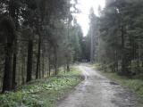  Wanderroute durch den Bader Wald 