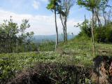  Fernblick ber ein blhendes Berlauchfeld 