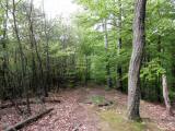  Wanderweg bergab nach Buchelbach 