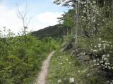  schner Hhenweg entlang des "Kleinen Anninger" 