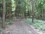  Waldweg auf dem Kronberg 