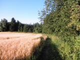  Wanderroute am Waldesrand 