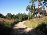  Wanderweg auf dem unteren Molder-Berg 