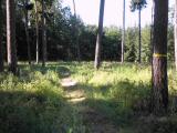 Wanderweg durch den Wald des oberen Moldner-Berg 