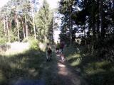  Wanderweg durch den Wald des Eichbergs 