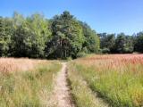  Wanderweg durch die bunte Wiese 