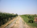 Wanderweg zwischen Kukuruzfeldern bzw. Maisfeldern 