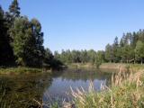  Blick zu einem Gamsbach-Teich 