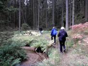  Wanderweg entlang des Fhrenbachs im Hllgraben 