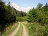  Wanderroute auf schnen Forstwegen 