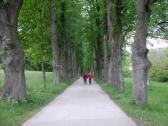  Wanderroute durch die herrliche Allee in Heiligenkreuz 