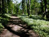 Wanderweg entlang des blhenden Brlauchs (Allium ursinum) 