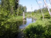  naturbelassener Teich 
