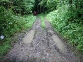  tiefer Boden durch den Wald des Kollersberg 