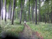  Wanderroute durch den Wald des Kollersberg 