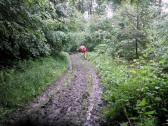  tiefer Boden durch den Wald des Kollersberg 