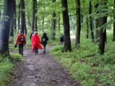  Wanderroute durch den Wald des Kronbergs 