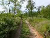  Wanderweg Richtung "Grnes Kreuz" 