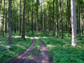  Wanderroute durch den Wald des Weinzierlberg 