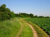  Wanderroute auf der Hochebene des Wagram 