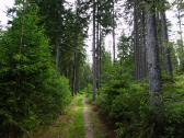  Wanderroute auf schnen Waldwegen 