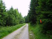  Wanderroute auf der Forststrae nach Mitterbrnkopf 