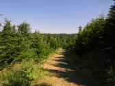  Wanderroute durch den Wald des Hiesbergs 