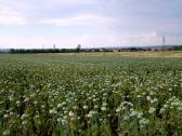  Fernblick ber ein Mohnfeld nach Ziersdorf 