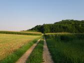  Wanderroute wieder Richtung Gutenbrunner Wald 