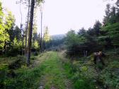  Wanderroute auf schnen Waldwegen 