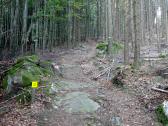  Blick auf die Wanderstrecke - bergan zum Peilstein 