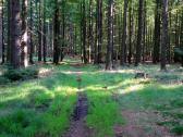  Wanderroute auf schnen Waldwegen 