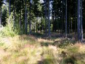  Wanderroute auf schnen Waldwegen 