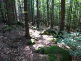  Wanderroute bergab ber Waldwegen 