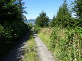  Wanderroute auf der Forststrae 