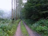  schner Waldwanderweg im Gutenbrunner Graben 