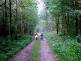 schner Waldwanderweg durch die Riede "Oberer Sattel" 