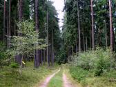  Wanderroute auf schnen Waldwegen 