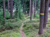  Wanderroute auf schnen Waldwegen 