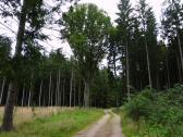  Wanderroute auf schnen Waldwegen 