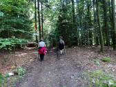  Wanderroute auf schnen Waldwegen 