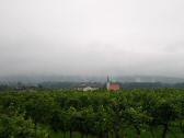  Fernblick zum Schloss und Pfarrkirche Gobelsburg 