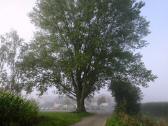 ein imposanter Baum in der Nhe der Bildungswerkstatt 