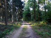 Wanderroute durch den Wald des untereren Molder-Berg 