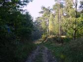 Wanderroute durch den Wald des untereren Molder-Berg 