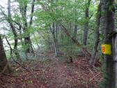  Wanderroute am Waldesrand beim Ort Tulbingerkogel 