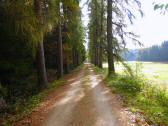  Wanderweg durch eine herrliche Lrchenallee 