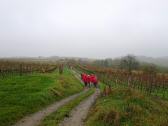  Wanderroute durch die Riede "Loiser Heide" 