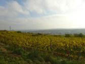  Fernblick nach Langenlois 